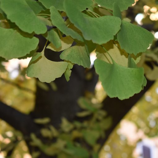 foglie di ginkgo biloba